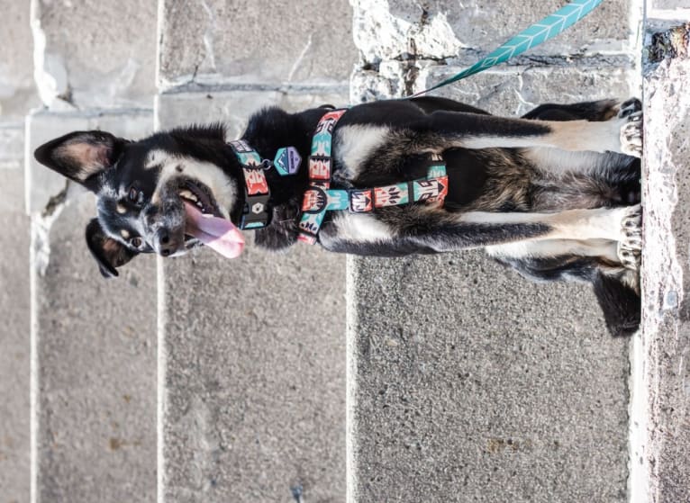 Remington, a Labrador Retriever and German Shepherd Dog mix tested with EmbarkVet.com