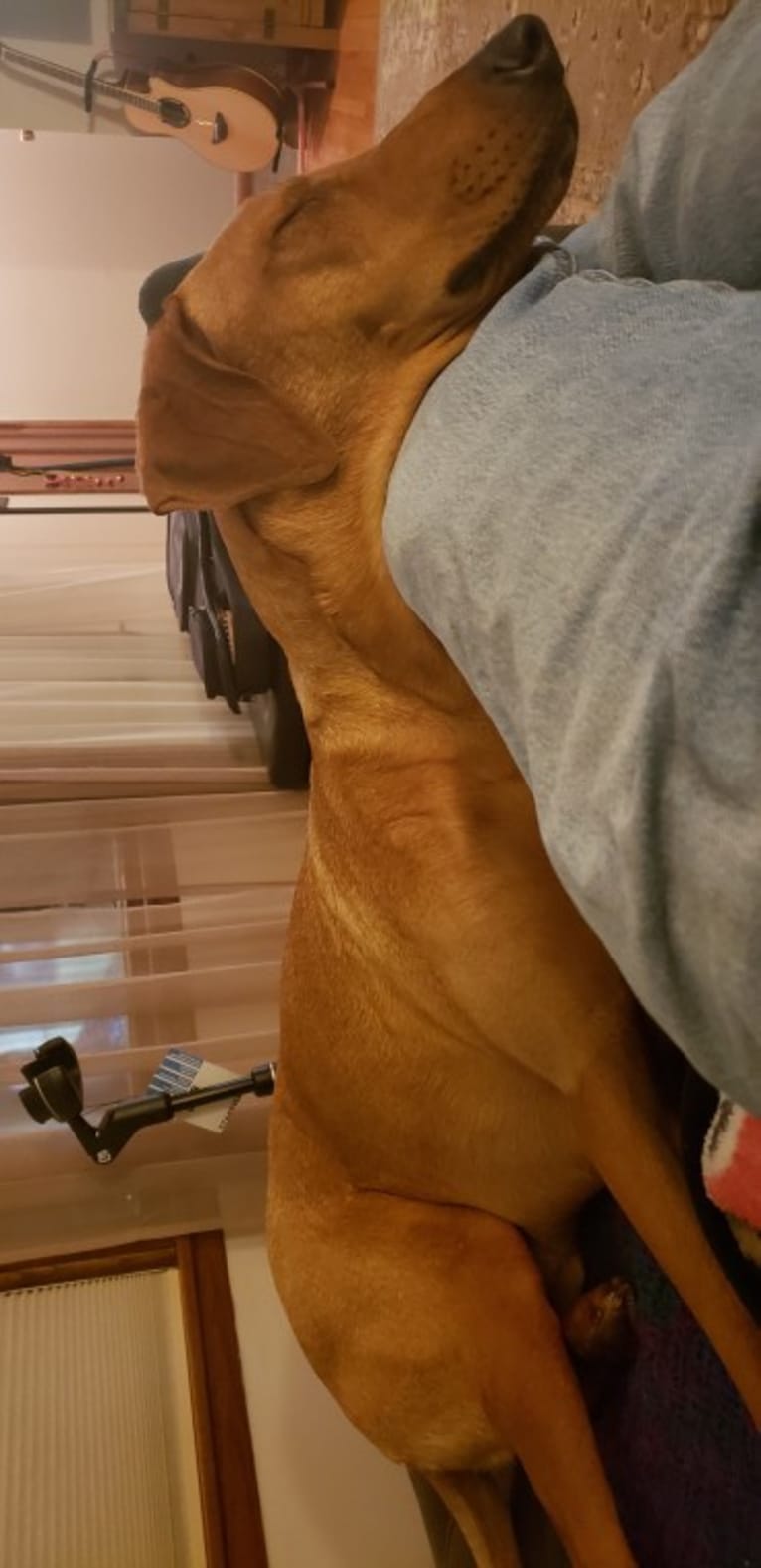 Rusty, a Doberman Pinscher and German Shepherd Dog mix tested with EmbarkVet.com