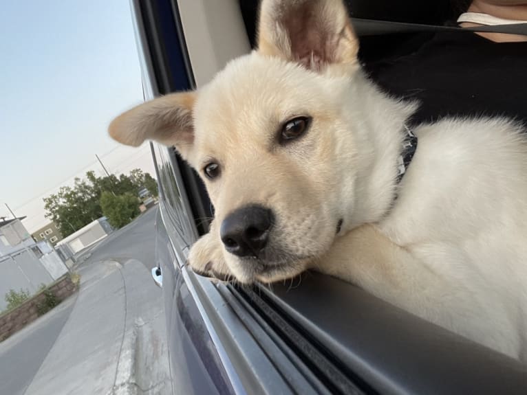 Nala, a Labrador Retriever and Chow Chow mix tested with EmbarkVet.com