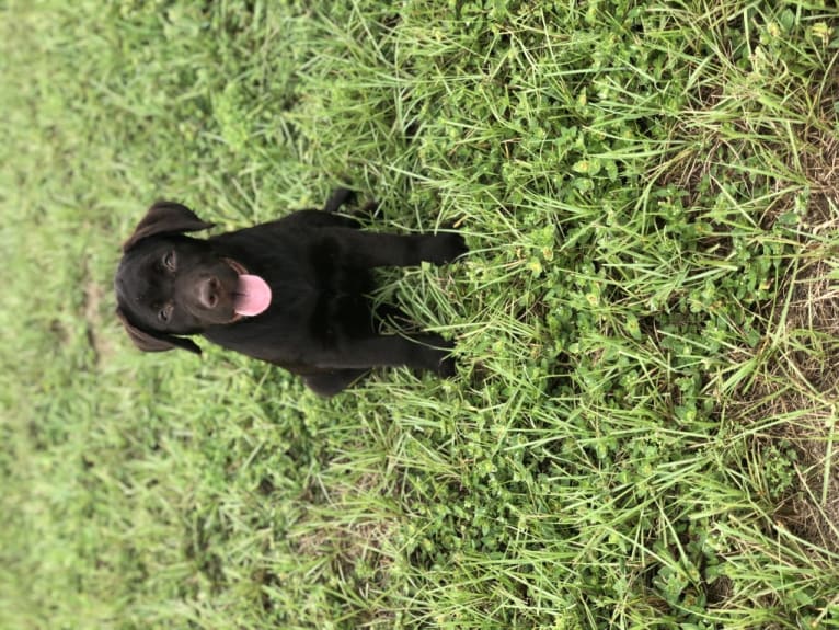 Gabbi, a Labrador Retriever tested with EmbarkVet.com