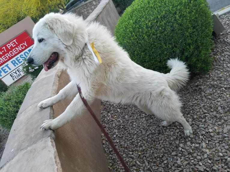 Galadriel, a Maremma Sheepdog tested with EmbarkVet.com