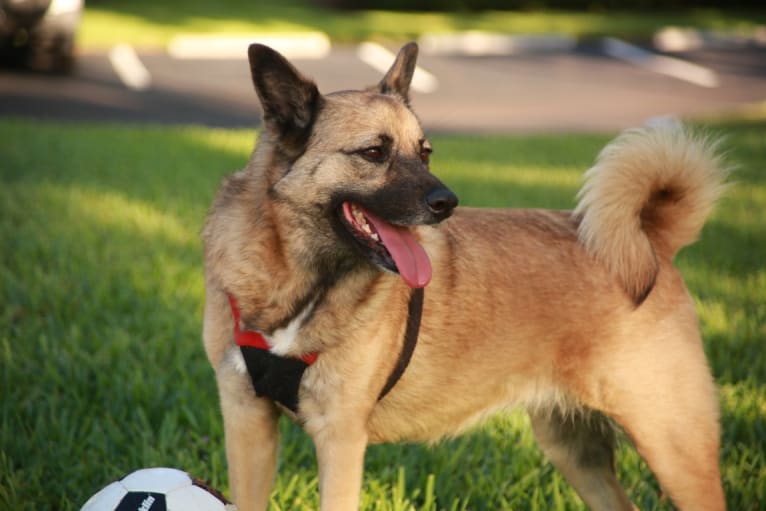 Zena, an American Village Dog and Akita mix tested with EmbarkVet.com