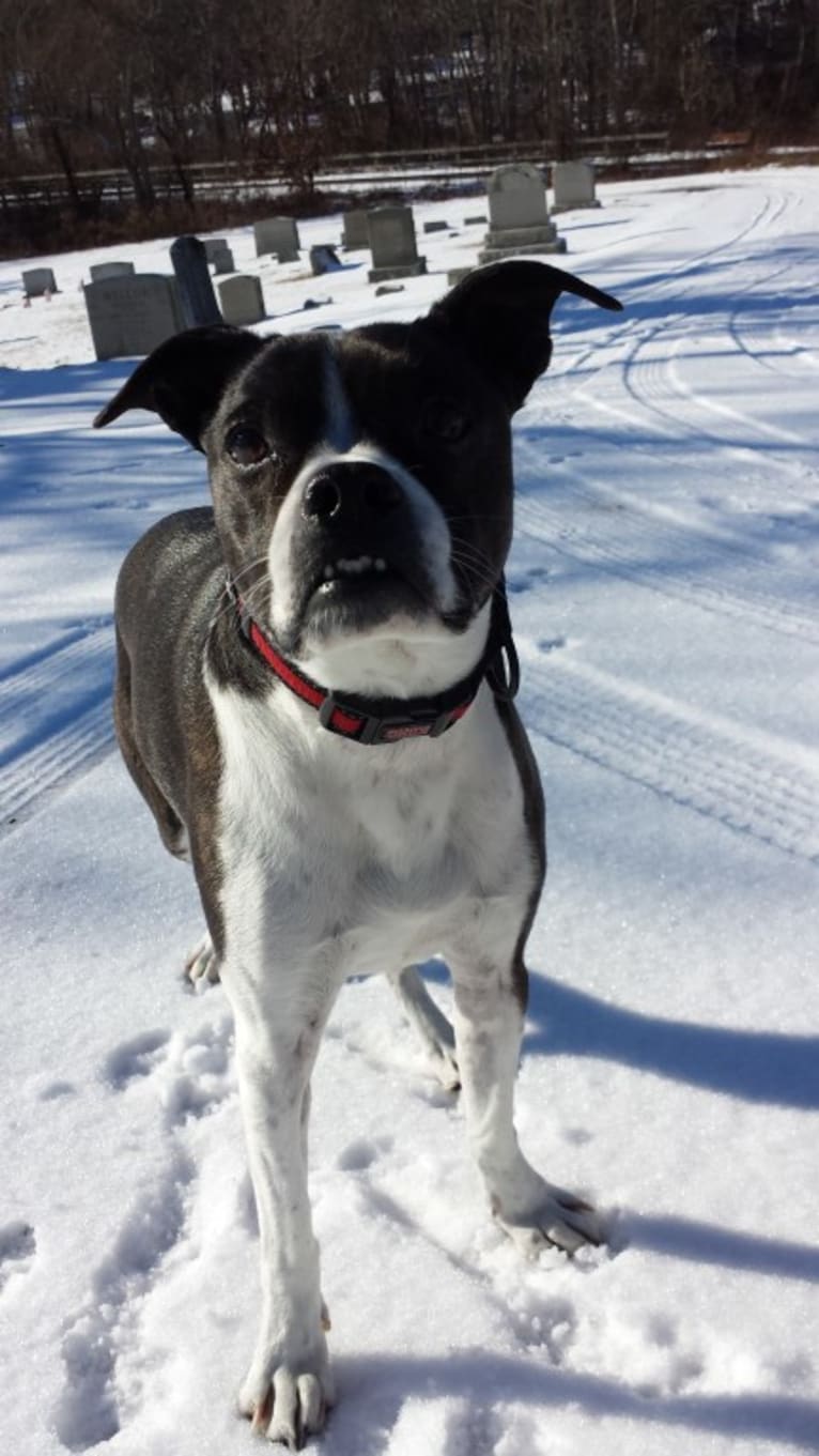 Louie Bean, a Boston Terrier and Rat Terrier mix tested with EmbarkVet.com