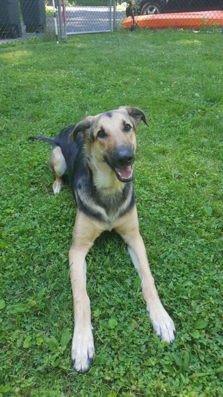 Delta, a German Shepherd Dog and Labrador Retriever mix tested with EmbarkVet.com