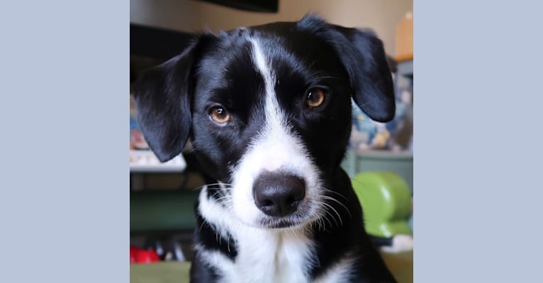 chihuahua and border collie mix
