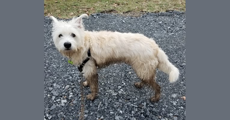 Comet, a Miniature Schnauzer and Great Pyrenees mix tested with EmbarkVet.com