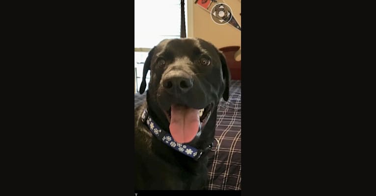JACK, a Labrador Retriever and Boxer mix tested with EmbarkVet.com