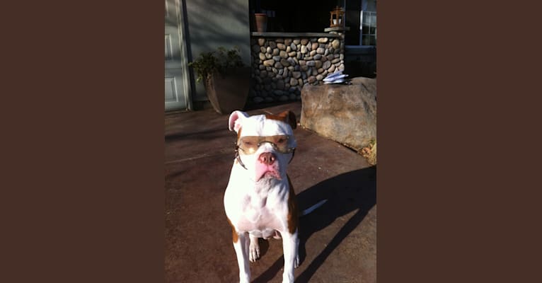 Photo of Howard, an American Pit Bull Terrier and American Bulldog mix