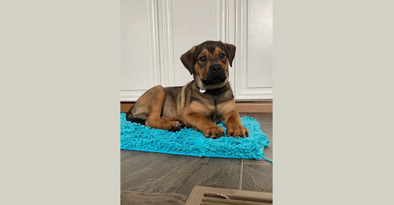Lenny, a Rottweiler and American Pit Bull Terrier mix tested with EmbarkVet.com