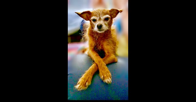 Tippy, a Chihuahua and Poodle (Small) mix tested with EmbarkVet.com