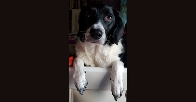 Sadie, a Beagle and Border Collie mix tested with EmbarkVet.com