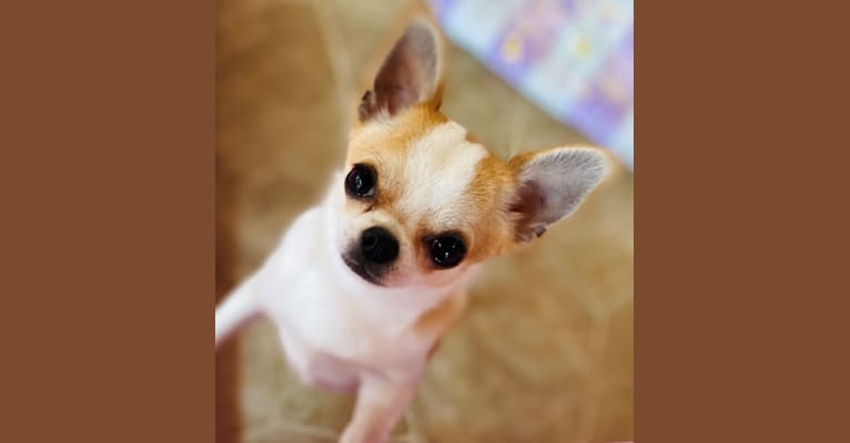 Finley, a Chihuahua tested with EmbarkVet.com