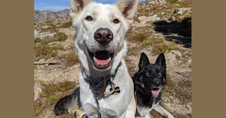 Photo of Summit, a Siberian Husky, Great Pyrenees, and Australian Cattle Dog mix in Oregon, USA