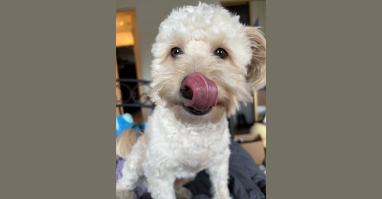 Photo of Jackson, a Poodle (Small), Yorkshire Terrier, and Shih Tzu mix in Reno, Nevada, USA