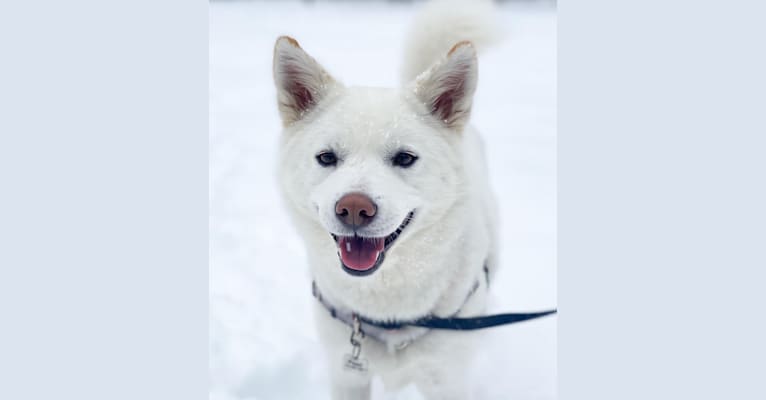 Pearl, a Japanese or Korean Village Dog and Jindo mix tested with EmbarkVet.com