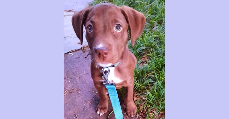 Valkyrie, a Golden Retriever and Labrador Retriever mix tested with EmbarkVet.com