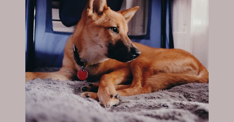 Nara, a Japanese or Korean Village Dog and Jindo mix tested with EmbarkVet.com