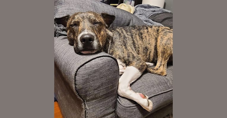 Latke, an American Pit Bull Terrier and Australian Cattle Dog mix tested with EmbarkVet.com