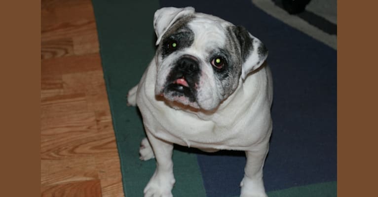 Tutsy, a Bulldog tested with EmbarkVet.com