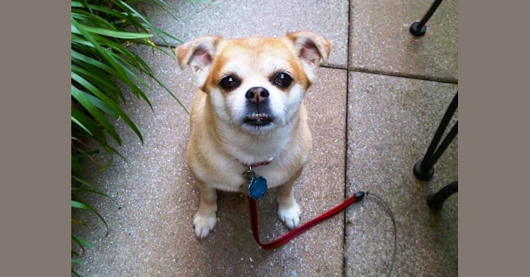 Jiminy, a Chihuahua and Pomeranian mix tested with EmbarkVet.com