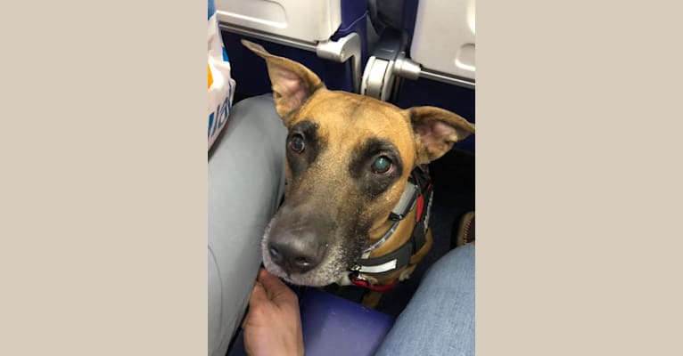 Takumi, an American Pit Bull Terrier and German Shepherd Dog mix tested with EmbarkVet.com