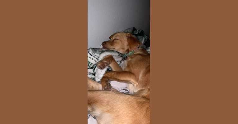 Kaia, a Chihuahua and Labrador Retriever mix tested with EmbarkVet.com