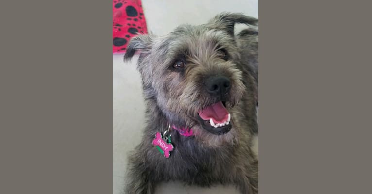 Indy, a Miniature Schnauzer and Chinese Shar-Pei mix tested with EmbarkVet.com