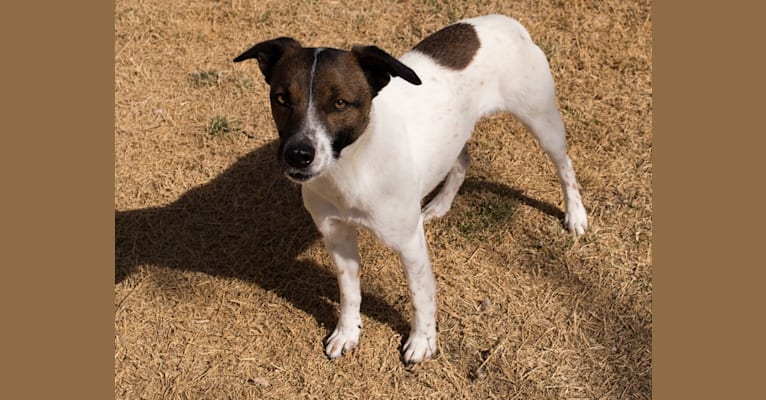 Tac, a Border Collie and Border Terrier mix tested with EmbarkVet.com