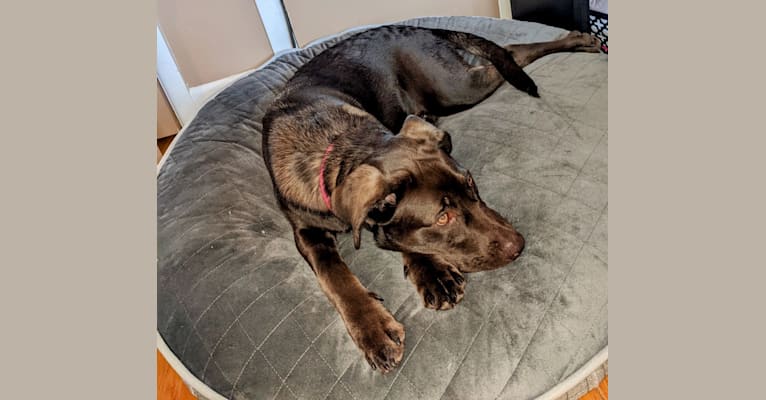 Cedar, a Neapolitan Mastiff and Cane Corso mix tested with EmbarkVet.com