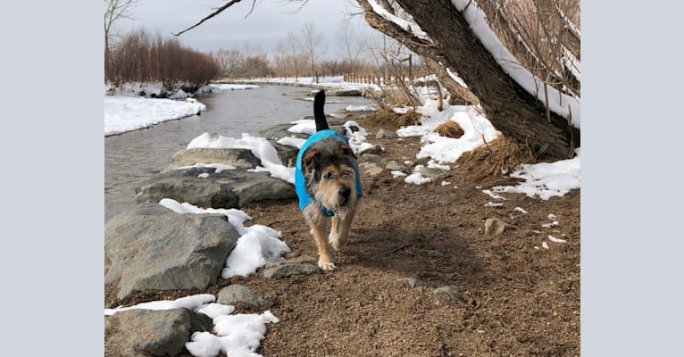 Photo of Rusty, a Chinese Shar-Pei and Chow Chow mix in Aurora, Colorado, USA