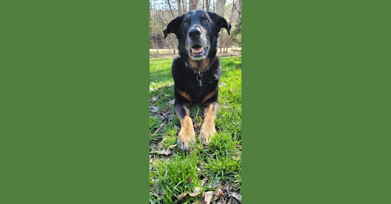 Frank, a German Shepherd Dog and Labrador Retriever mix tested with EmbarkVet.com