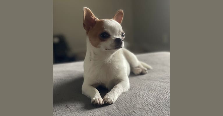 Primrose, a Chihuahua tested with EmbarkVet.com