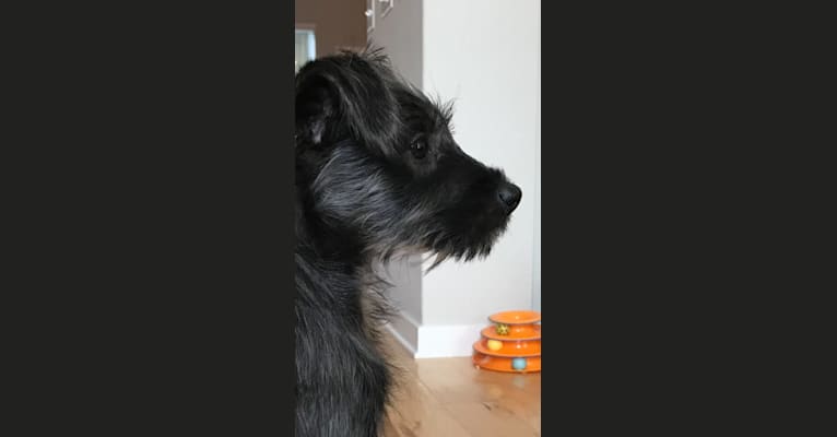 Wizard, a Miniature Schnauzer and Poodle (Small) mix tested with EmbarkVet.com