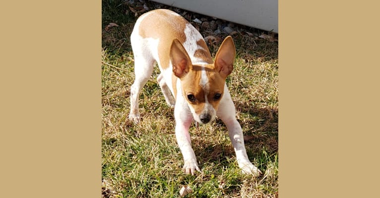 Stellina, a Chihuahua and Miniature Pinscher mix tested with EmbarkVet.com