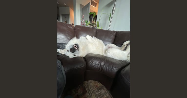 Photo of Looney “Chik’in Mini Bandit” Bear, a Great Pyrenees  in Texas, USA