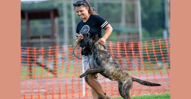 Jinx Van Patriot, a Dutch Shepherd and German Shepherd Dog mix tested with EmbarkVet.com