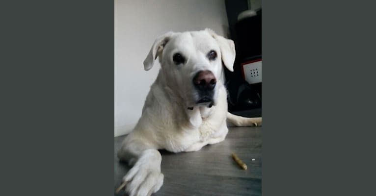 Roi, an European Village Dog and Mastino Abruzzese mix tested with EmbarkVet.com