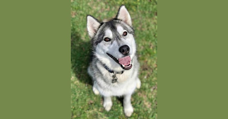 Roxy, a Siberian Husky tested with EmbarkVet.com