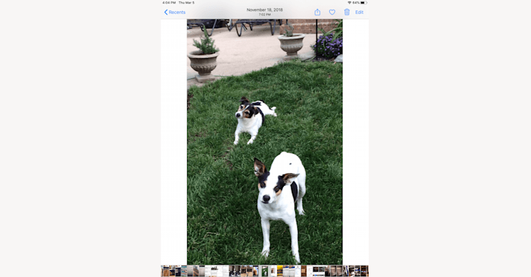 Lucy, a Rat Terrier and Russell-type Terrier mix tested with EmbarkVet.com