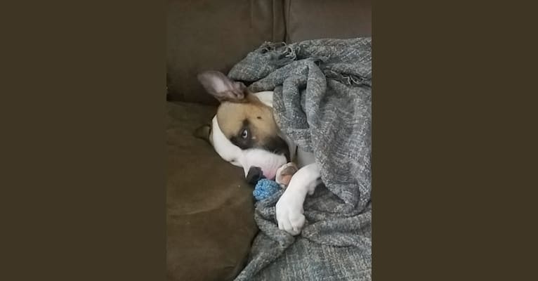 embark dog dna test breed