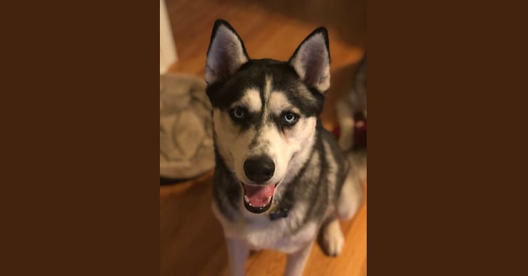 Drogo deals the akita