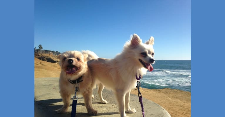 Photo of Diego, a Yorkshire Terrier and Poodle (Small) mix in San Diego, California, USA