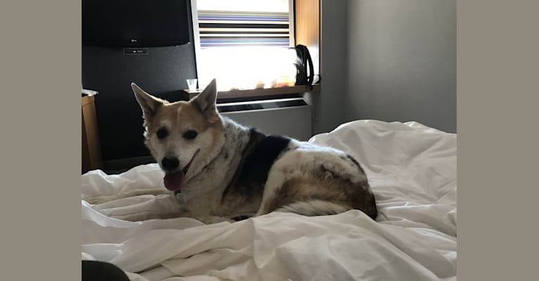 Bosco, a Formosan Mountain Dog tested with EmbarkVet.com