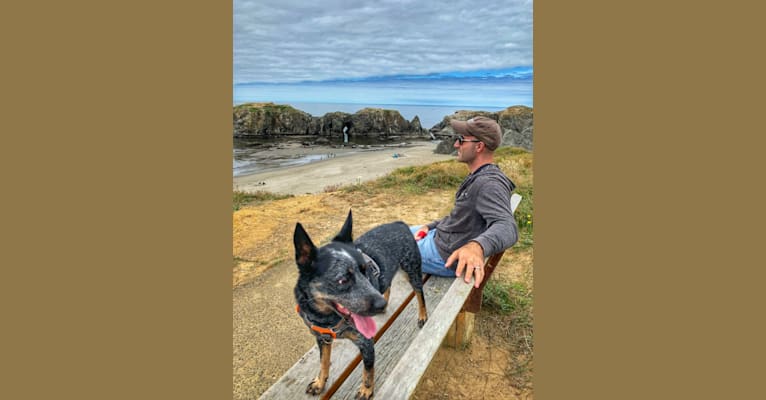 Rush, an Australian Cattle Dog tested with EmbarkVet.com