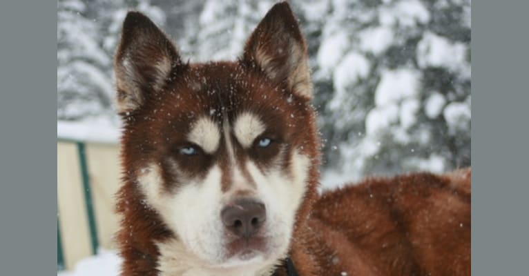 Renegade, a Siberian Husky and German Shepherd Dog mix tested with EmbarkVet.com