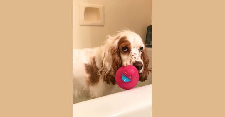 Photo of Riesling, a Cocker Spaniel  in Fresno, CA, USA