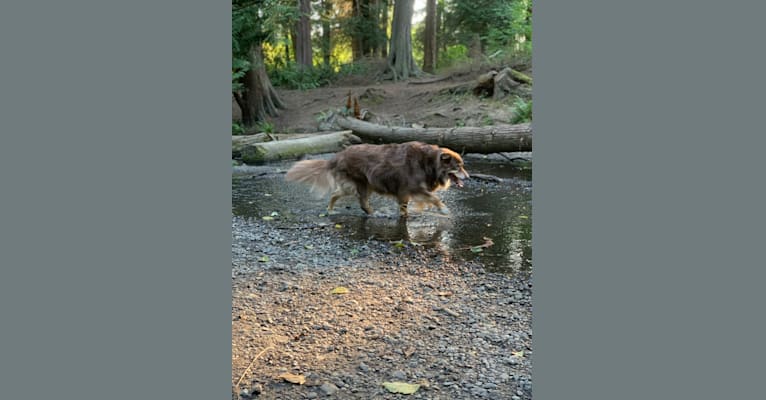 Photo of Rosie O'Doggell, an Australian Shepherd and German Shepherd Dog mix in Seattle, Washington, USA