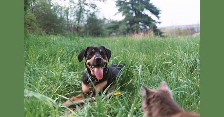 Charles, a Labrador Retriever and Staffordshire Terrier mix tested with EmbarkVet.com