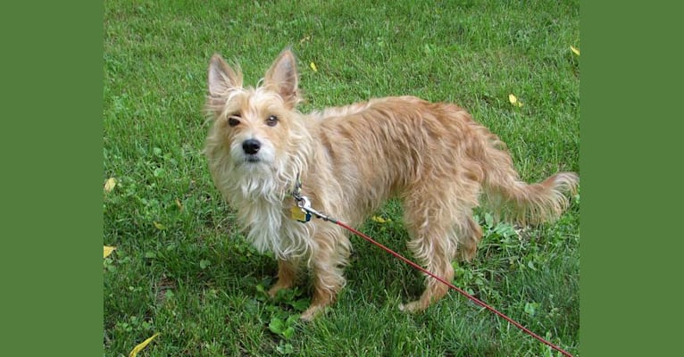 Kota, a Yorkshire Terrier and Miniature Schnauzer mix tested with EmbarkVet.com