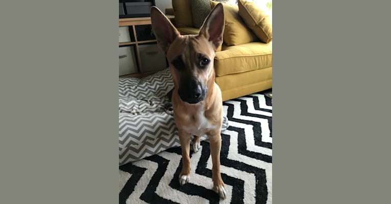 Photo of Kermit, an American Pit Bull Terrier and German Shepherd Dog mix in Texas, USA